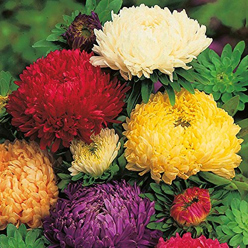 M-Tech Gardens Rare Aster" Duchess Mixed" Hybrid 30 Seeds Pack (Wonderful in borders from midsummer through to autumn)-image-22
