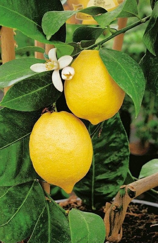 Image of Kagzi Lemon Hybrid Live Plant - High-Yield Citrus Fruit Tree | Outdoor Gardening | Nimbu Plant for Home Garden | Pack of 1 Healthy Live Plant