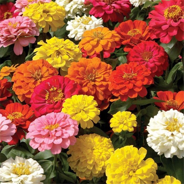 3種の花種セット 百草花色ミックス種+ムギワラギク花色ミックス種+ホワイトかすみ草種