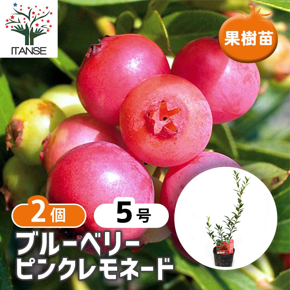 Amazon.co.jp: ITANSE ブルーベリー ピンクレモネード 5号ポット