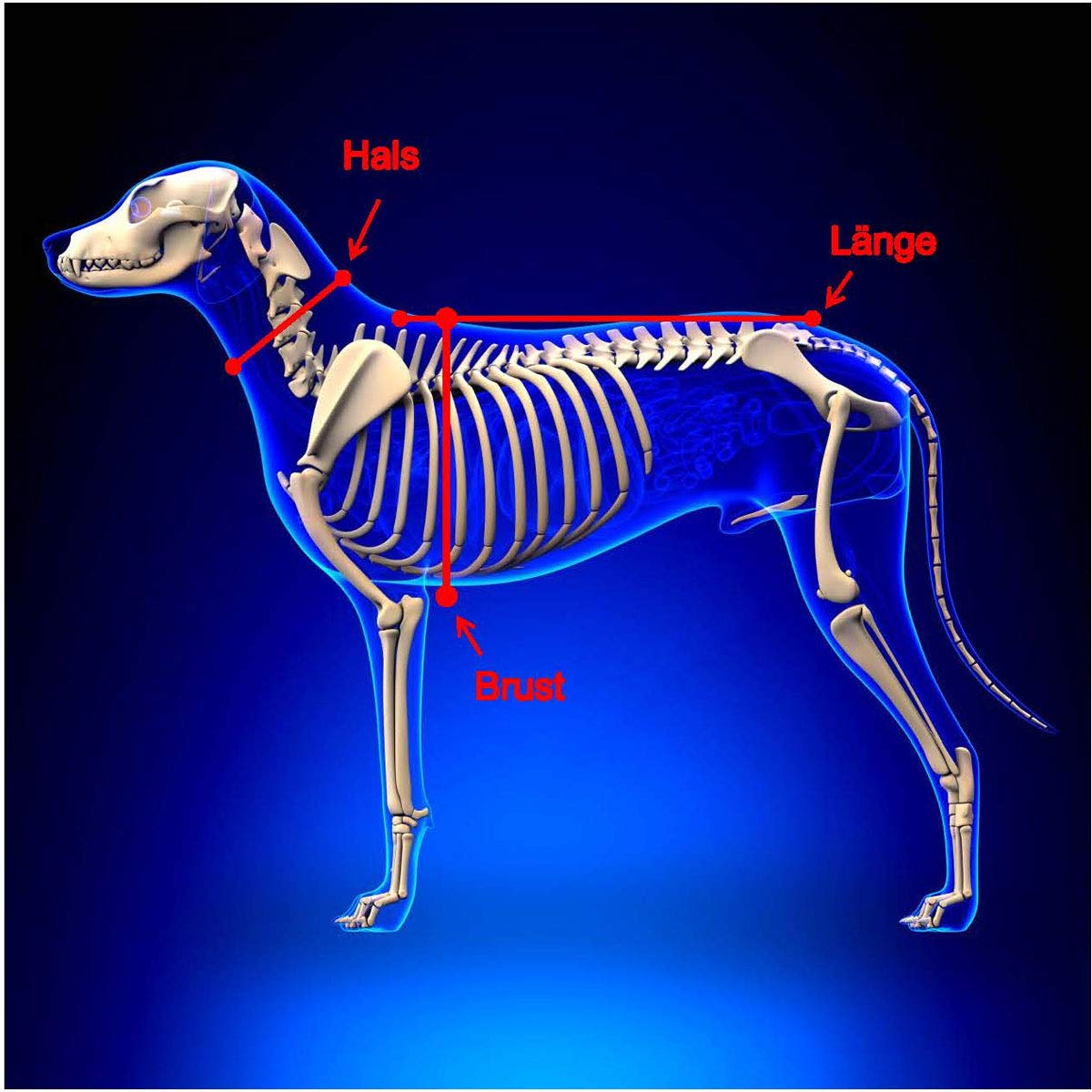 X-Back ACTIV G2 orange/schwarz |SWXG2B| für CaniX und Mushing, Größe:8