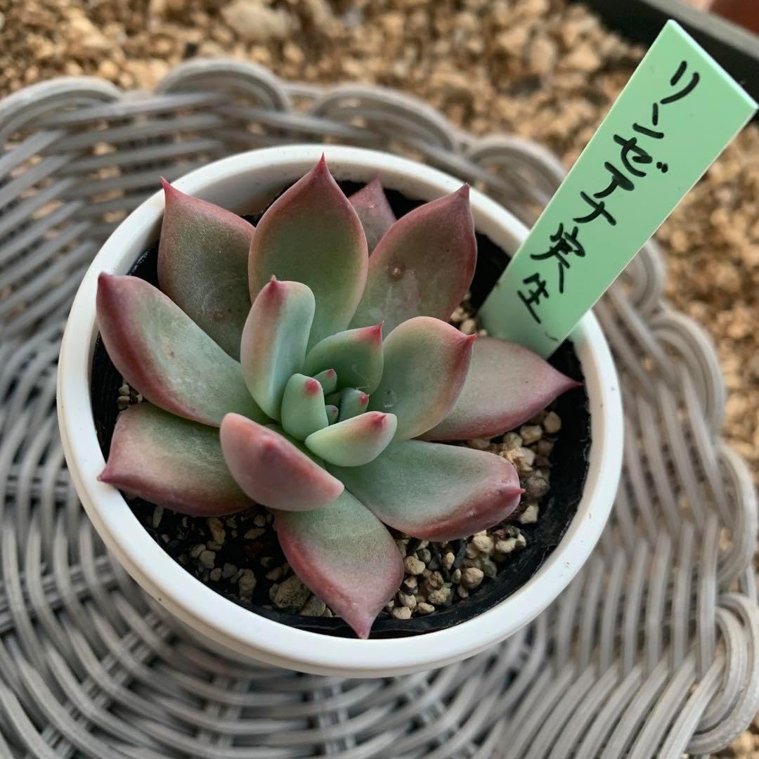 おらいさん苗 原種 緑札 リンゼアナ実生 札付き 5/20撮影 リンゼアナ