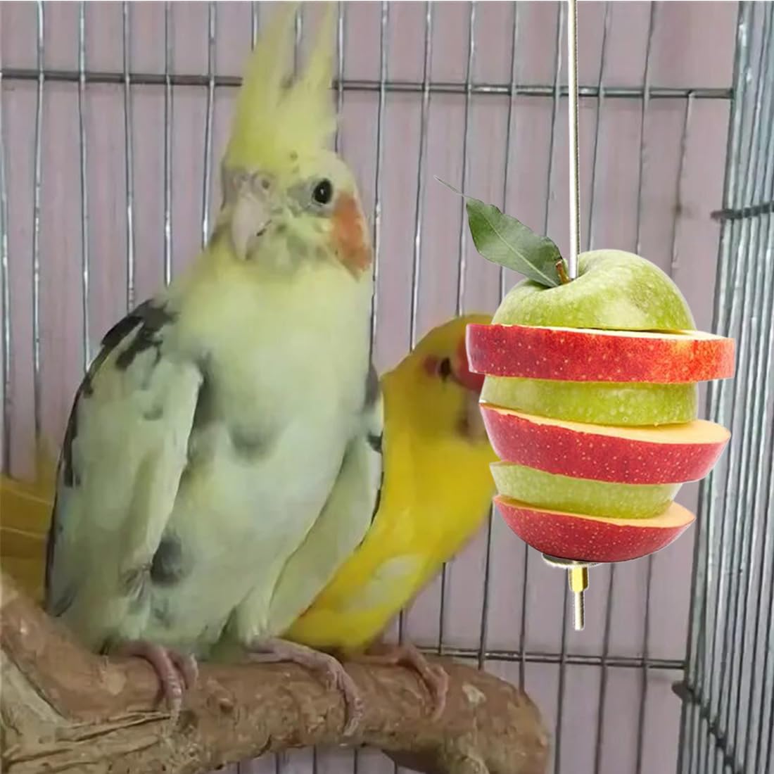 Daily birds noten-fruit voor papegaaien & parkieten