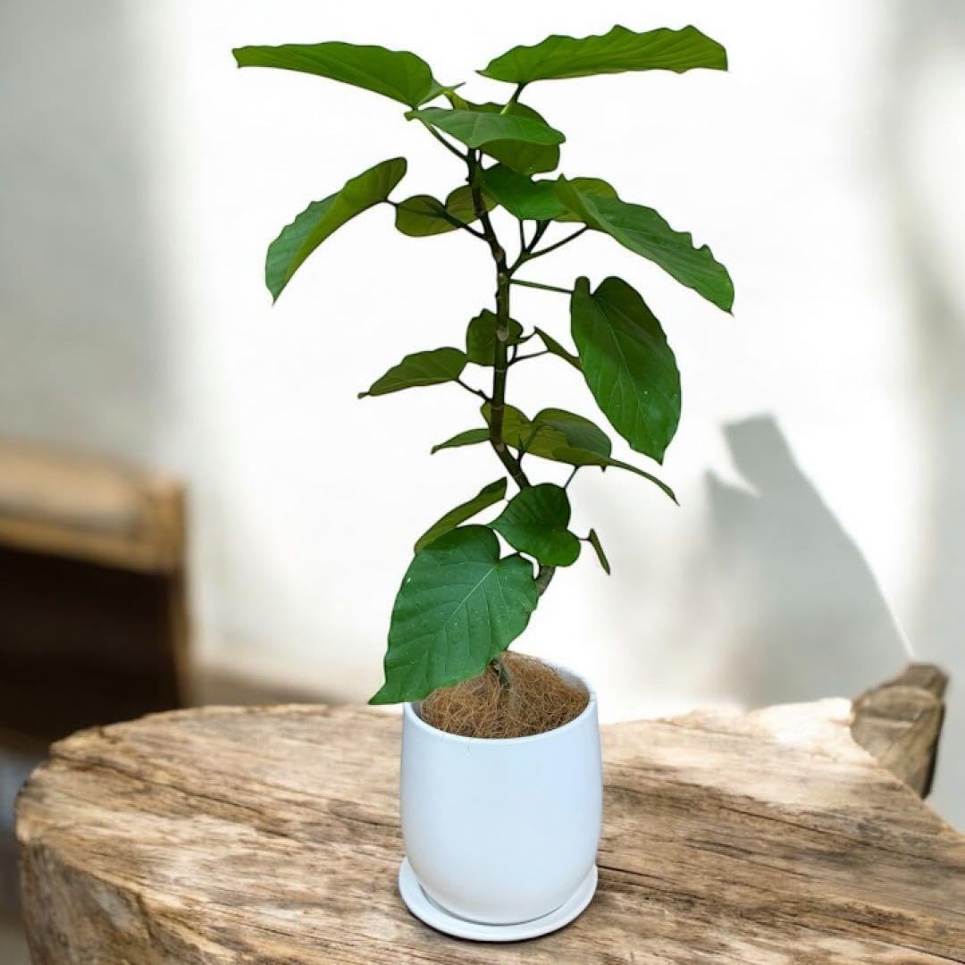 Amazon.co.jp: 【現品】 フィカス ウンベラータ 曲がり5号 観葉植物