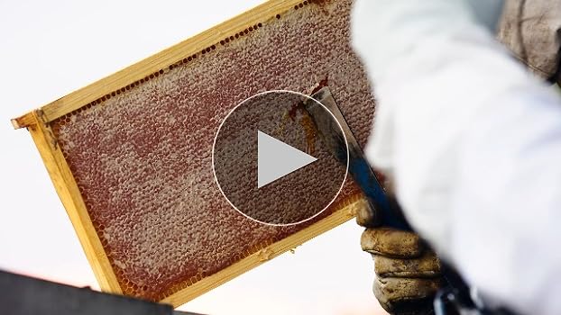 Amazon.com : Local Hive Wildflower Raw Unfiltered Honey