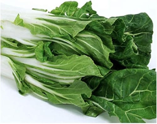 Acelga gigante Fordhook, deliciosa y nutritiva, aproximadamente 175 semillas