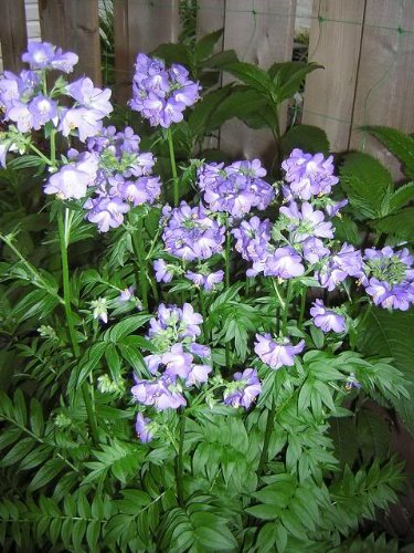 100 Blue Pearl Polemonium (Jacobs Ladder) Polemonium Coeruleum Flower Seeds 100 Blue Pearl Polemonium (Jacobs Ladder) Polemonium Coeruleum Flower Seeds