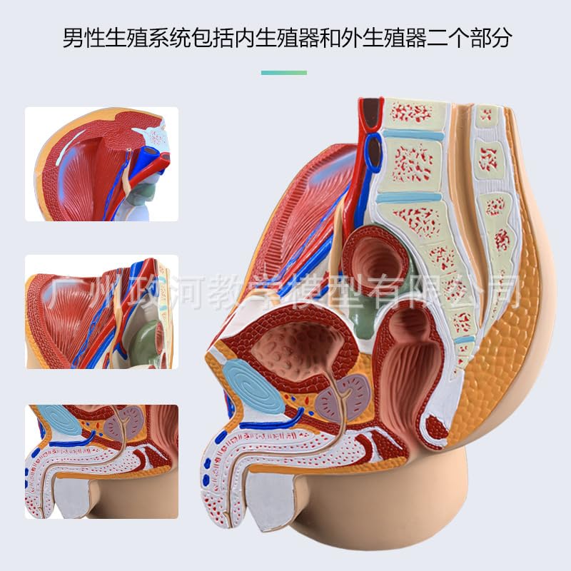 Modèle pelvic midsagittal cut AMITD pour comprendre le squelette du bassin