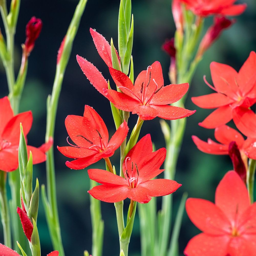 Schizostylis coccinea 'Major' – Hardy Perennial Pond or Bog Garden Plant – Cherry Red Autumn Flowering – Water Garden Border Plant for Moist Soil – Late Season 9cm Pot x1, x2, x3 By T&M