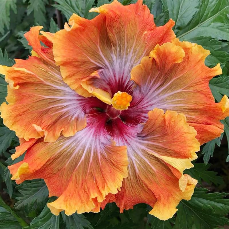 Amazon.com : 100+ Mixed Hibiscus Seeds Planting Outdoor- Perennial