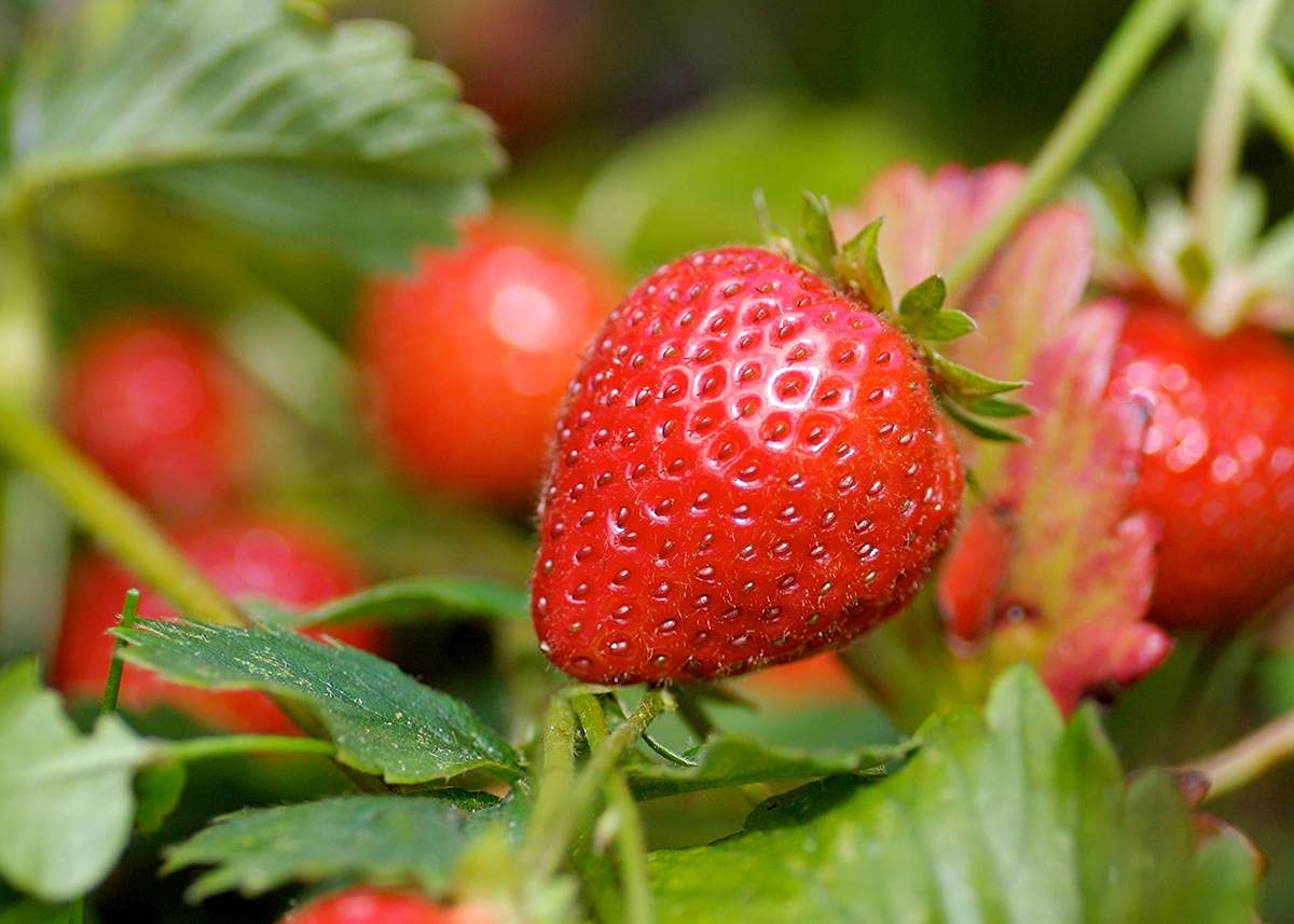 Golden Hills Farm Strawberry Alpine Fragaria Variety 30-47 seeds