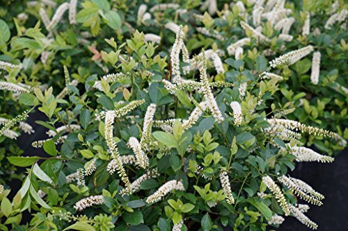 Scentlandia Sweetspire Itea