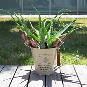 大きめのアロエ 61Nnsd2ShkL._UF350,350_QL50_.jpg