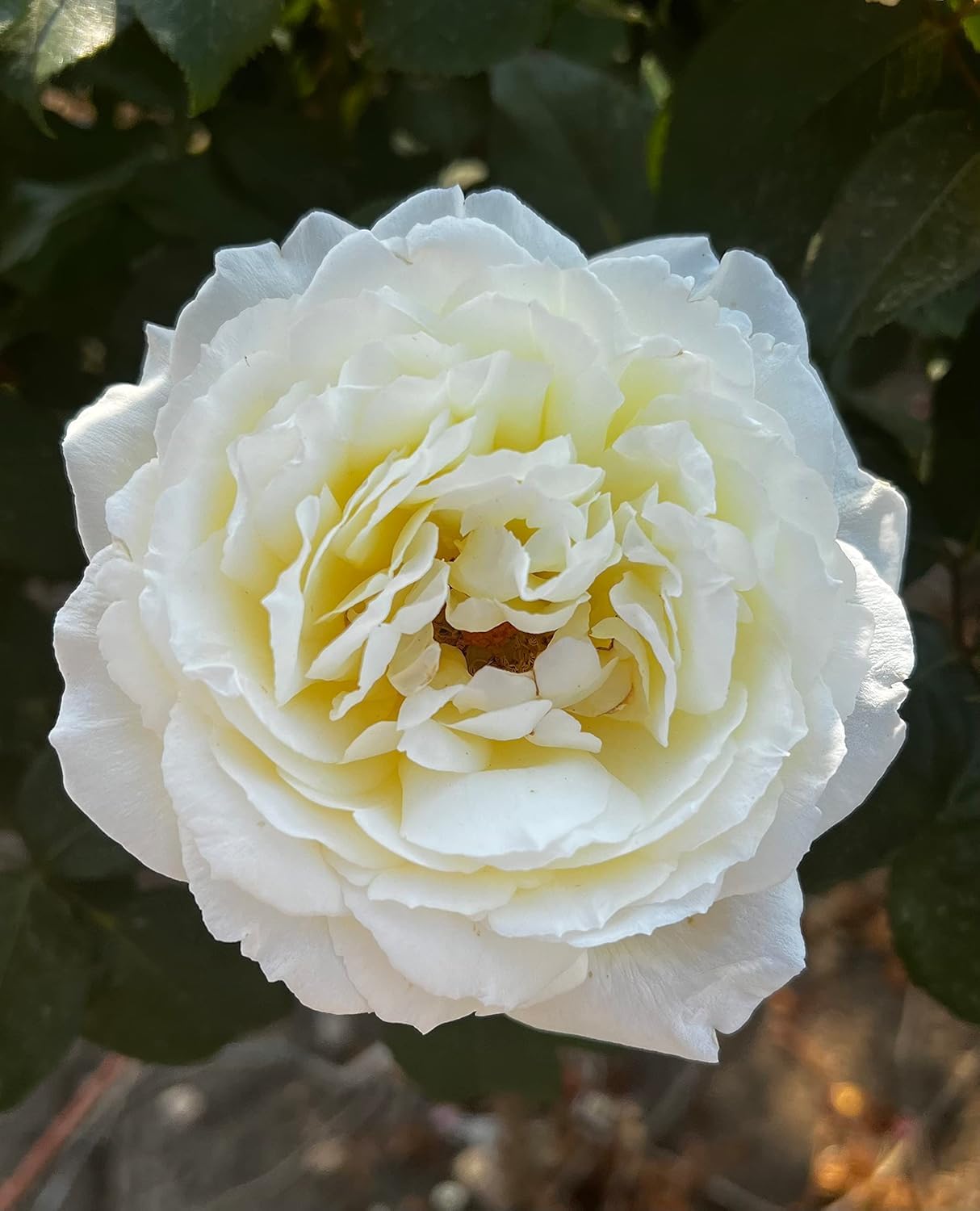 The Diamond Wedding Rose - Standard Rose Tree (100cm) - Gorgeous Ivory Blooms - 7 l Potted