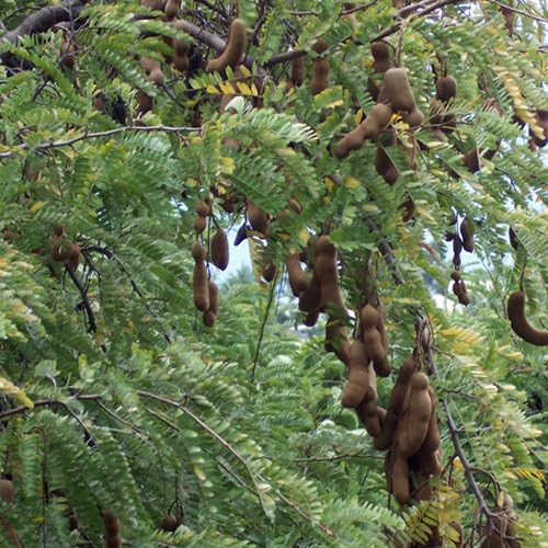 Plant World Seeds - Tamarindus Indica Seeds (Exotic Tree & Shrub Seeds)