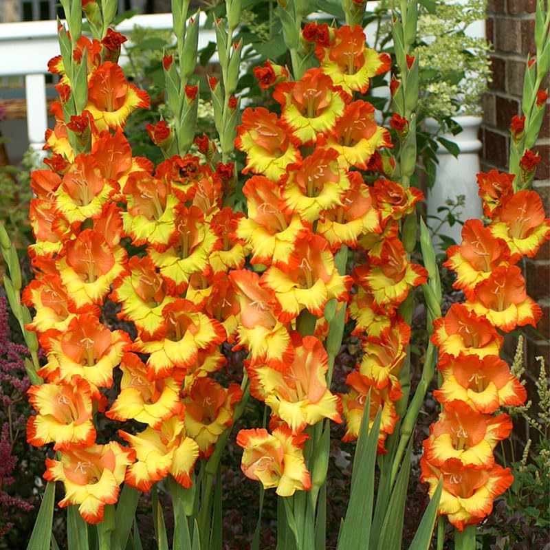 Princess Margaret Rose Gladiolus 10 Pack