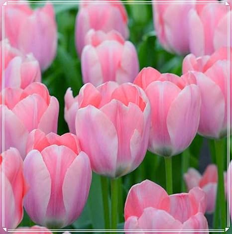 Amazon チュウリップシード 屋外で育てられたチューリップ球根 庭の装飾 屋外の庭の植栽 切り花 魅力的 カラフル 鉢植え あなたを幸せにする 丈夫な植物 可愛い 5 球根 2 花