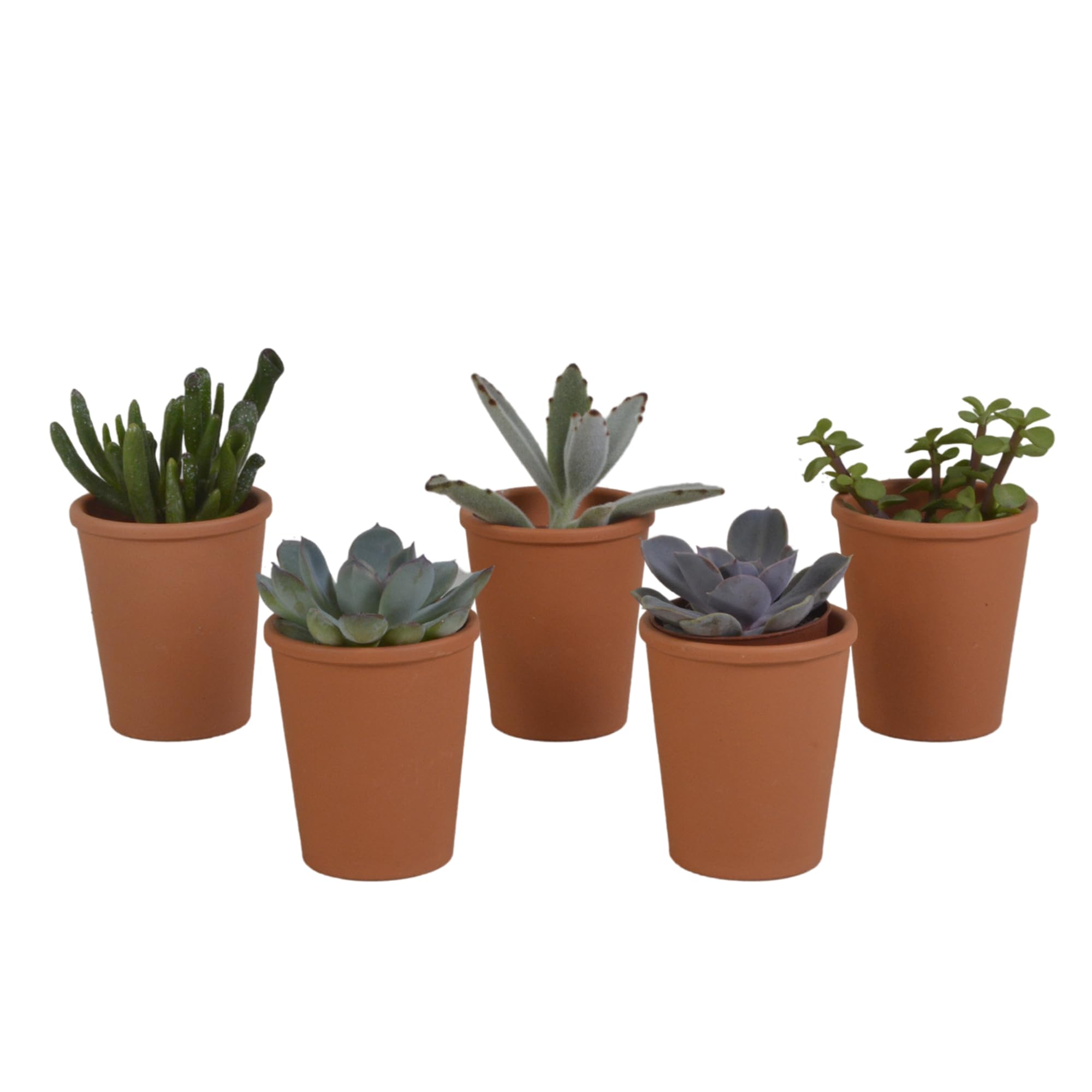 Mezcla de Plantas Suculentas en Maceta de Terracota, Set de 5 Piezas, 5.5 cm