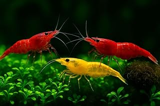 10 FIre Red & 10 Orange Live Freshwater Shrimp High Grade Live Shrimps – Freshwater Shrimp Aquarium Inverts, Hardy Nano Tank Healthy Shrimps Pets – with Live Arrival Guarantee