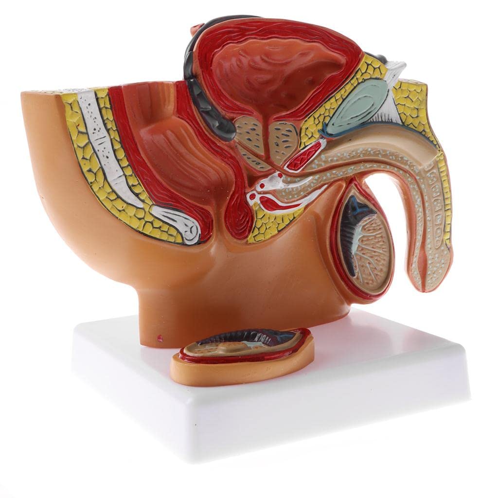 Modelo anatómico de cavidad pélvica masculina humana 1:2 - Modelo de estructura de esqueleto de próstata de pelvis masculina para exhibición de enseñanza - Suministros de laboratorio y coleccionables