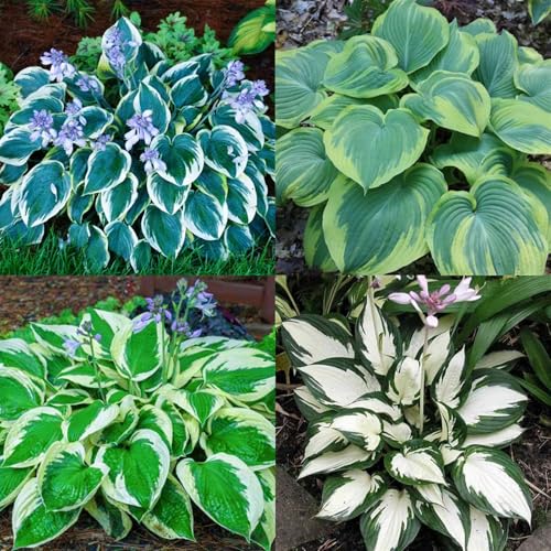 [HGJKYTFCDG] - Hosta Cebollas - Comprar Tubos de Hosta resistentes al invierno – Hosta perennes Cebollas, Perfecto para plantar-8Tubérculos-F