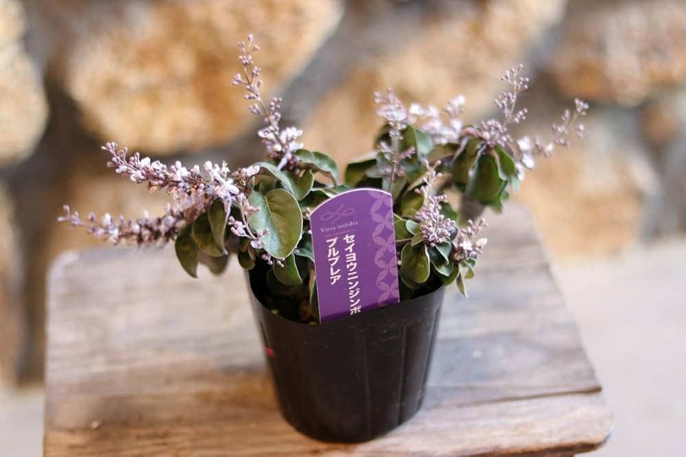 Amazon.co.jp: 西洋ニンジンボク プルプレア 3〜3.5号ポット苗 1株販売