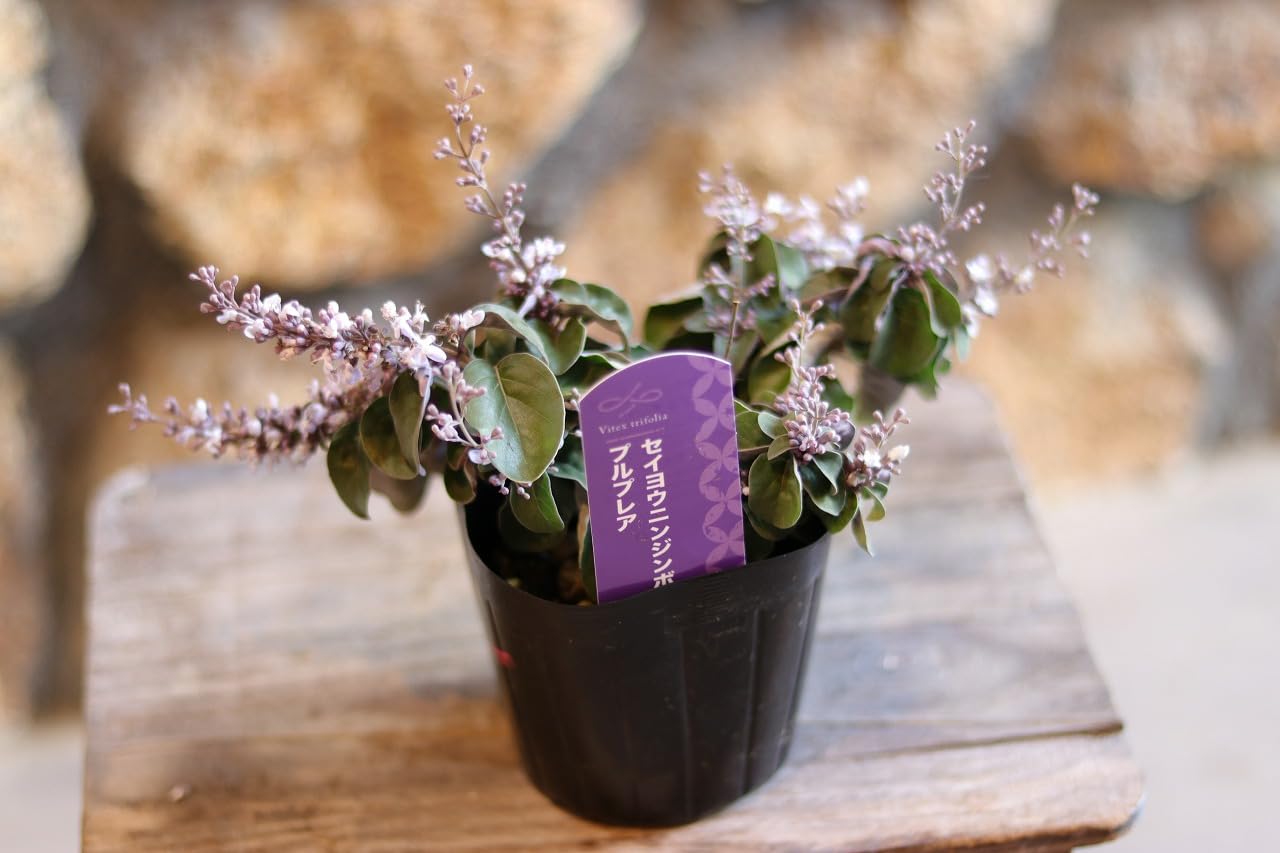 Amazon.co.jp: 西洋ニンジンボク プルプレア 3〜3.5号ポット苗 1株販売