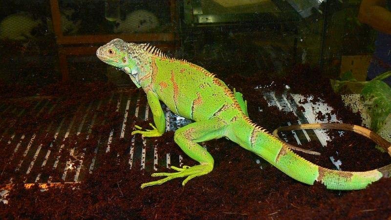 ESTEXO Terrarium Heizmatte Terrarienheizung Ultratherm Viv Strip 23 Heizfolie Heizung