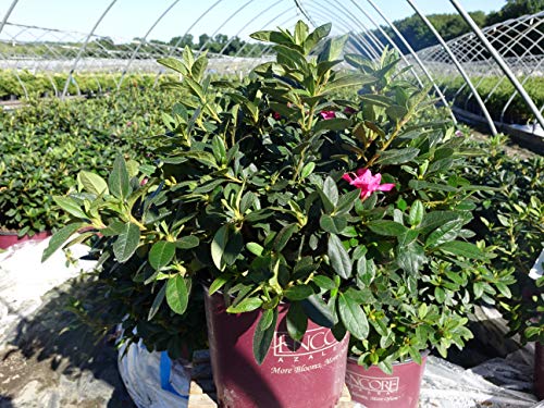 Azalea Encore Autumn Twist (Reblooming Azalea) Shrub, RB white/purple, #3 - Size Container Azalea Encore Autumn Twist (Reblooming Azalea) Shrub, RB white/purple, #3 - Size Container