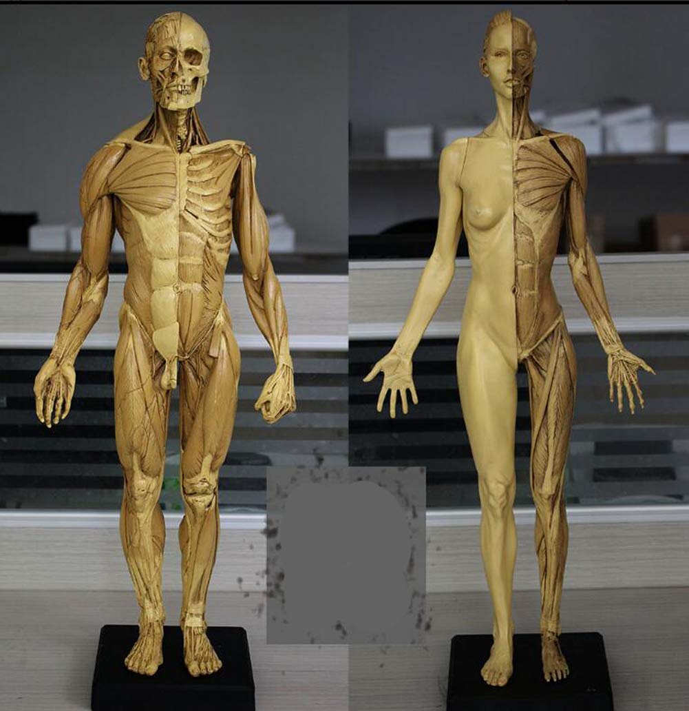 Diagramme d'anatomie Modèle de Figure d'anatomie Humaine 60 cm Anatomie Musculaire Masculine + féminine Modèle Anatomique Humain Os - Matériau PU - pour étudier Le Dessin Artiste/a,C