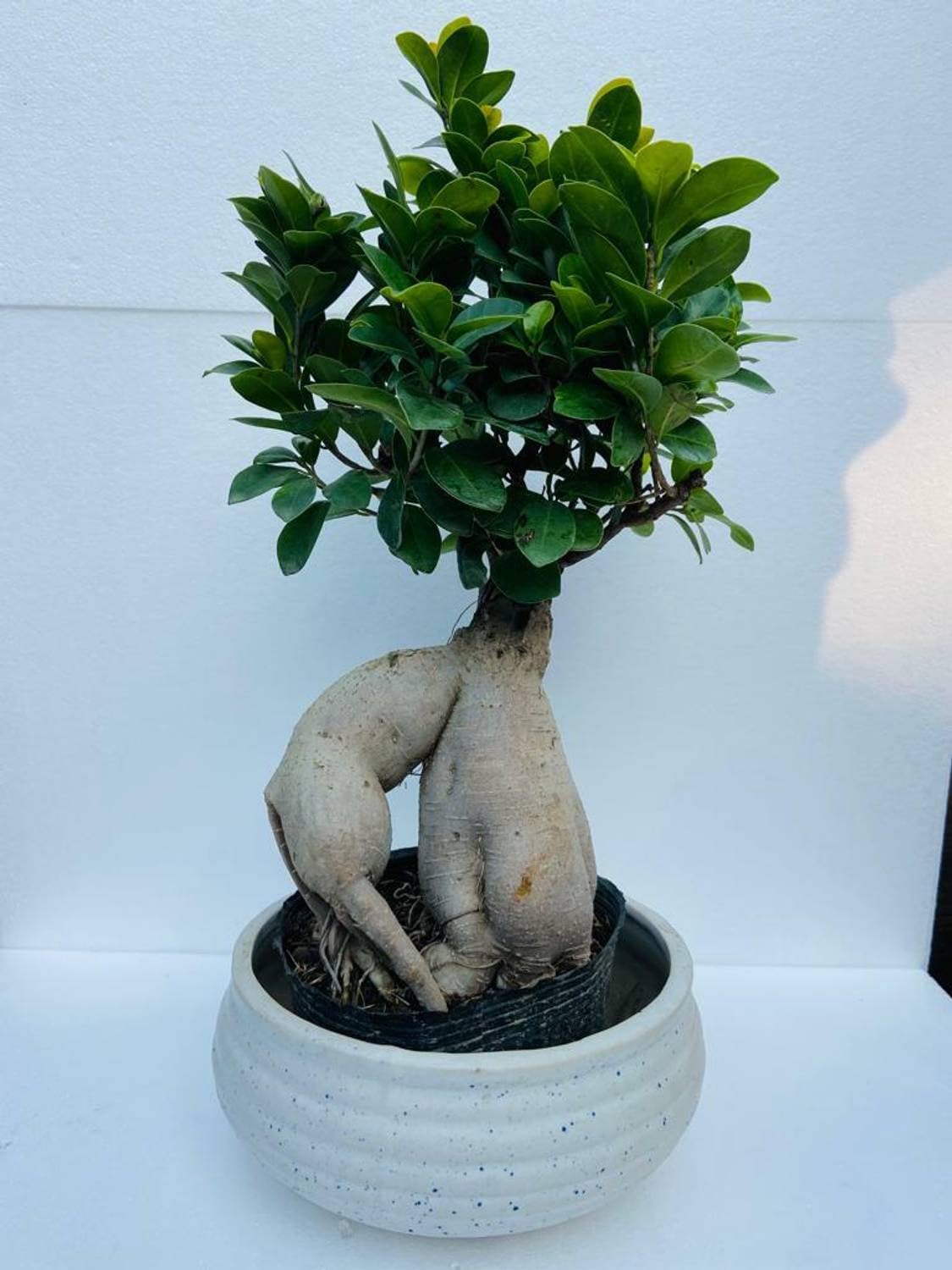 Ficus Ginseng Bonsai Live Plant Ficus Microcarpa Indoor Tree uj6 | Air Purifying, Easy Maintenance, Home & Office Decor, Lucky Plant, Pack of 1-image-24