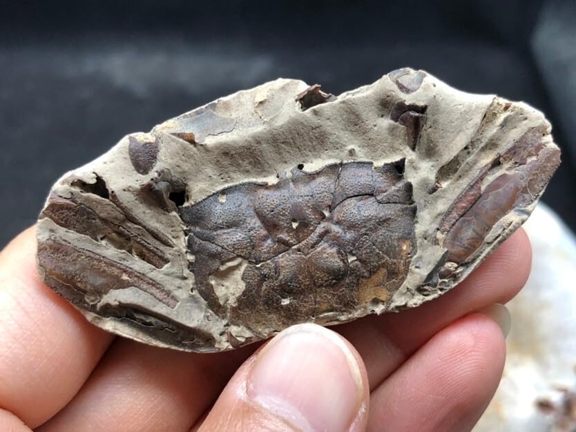 Exquisite Surprise Crab Fossil Jurassic Dinosaur Age Crab Fossils