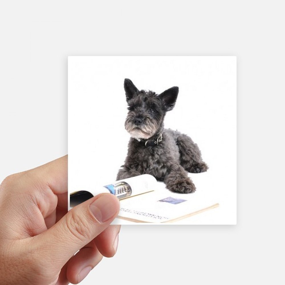 Autocollant carré animaux 10cm DIYthinker pour ordi et mur