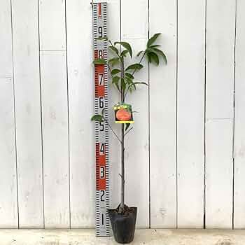 桃の苗 約1.5メートル　白桃　山葡萄セット 桃の苗 約1.5メートル 白桃 山葡萄セット