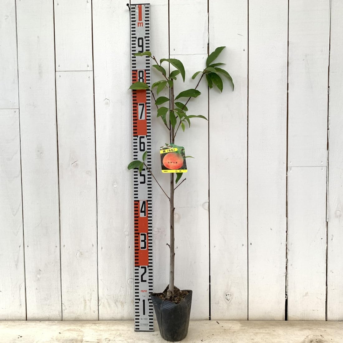 Amazon.co.jp: 桃 苗木 勘助白桃 12cmポット苗 かんすけはくとう