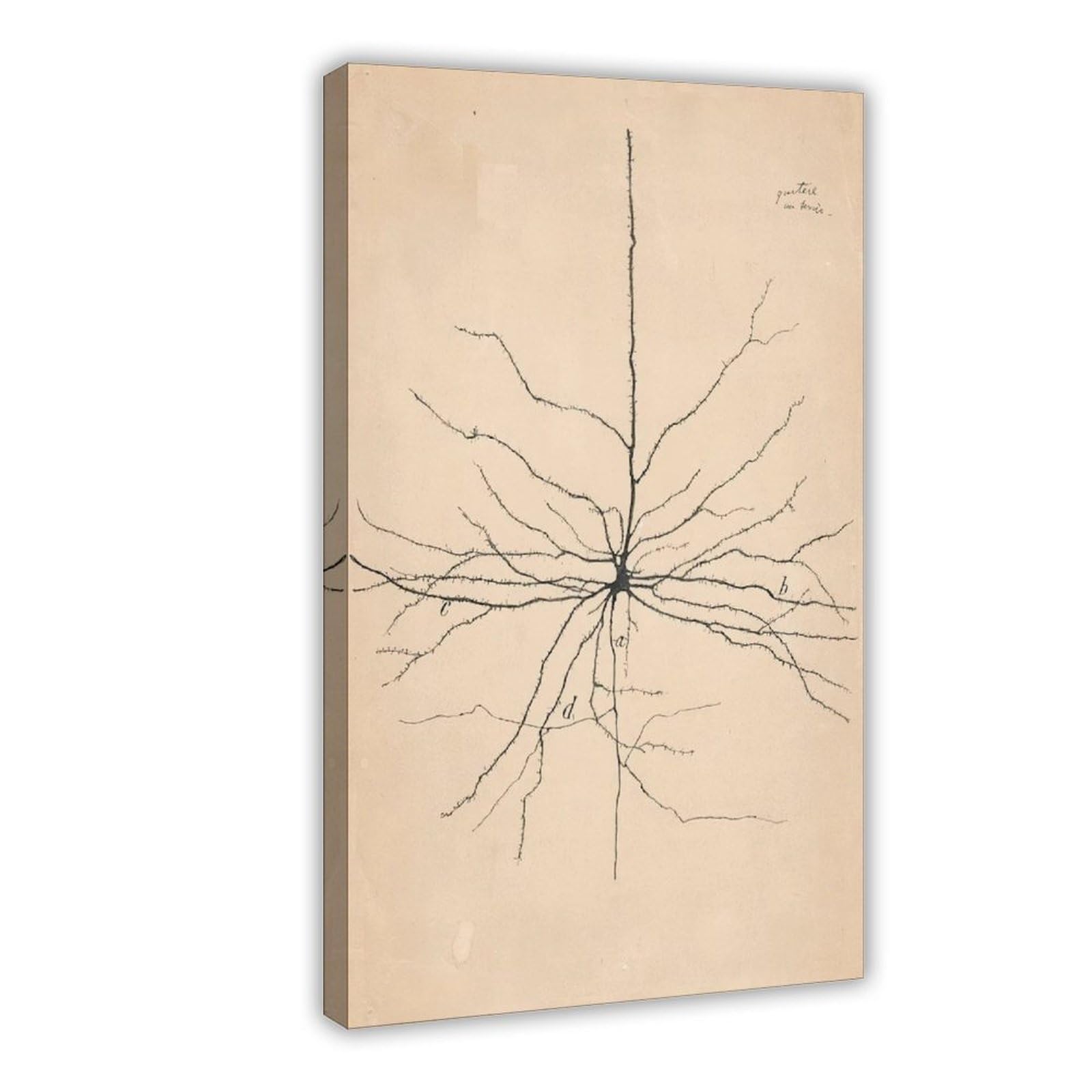 WCYB Pyramida Neuron Drawing From Santiago Ramón Y Cajal 1904 Poster stampe su tela Deco Dipinti Wall Art Hangable Frame 20,3 cm L x 30,5 cm W