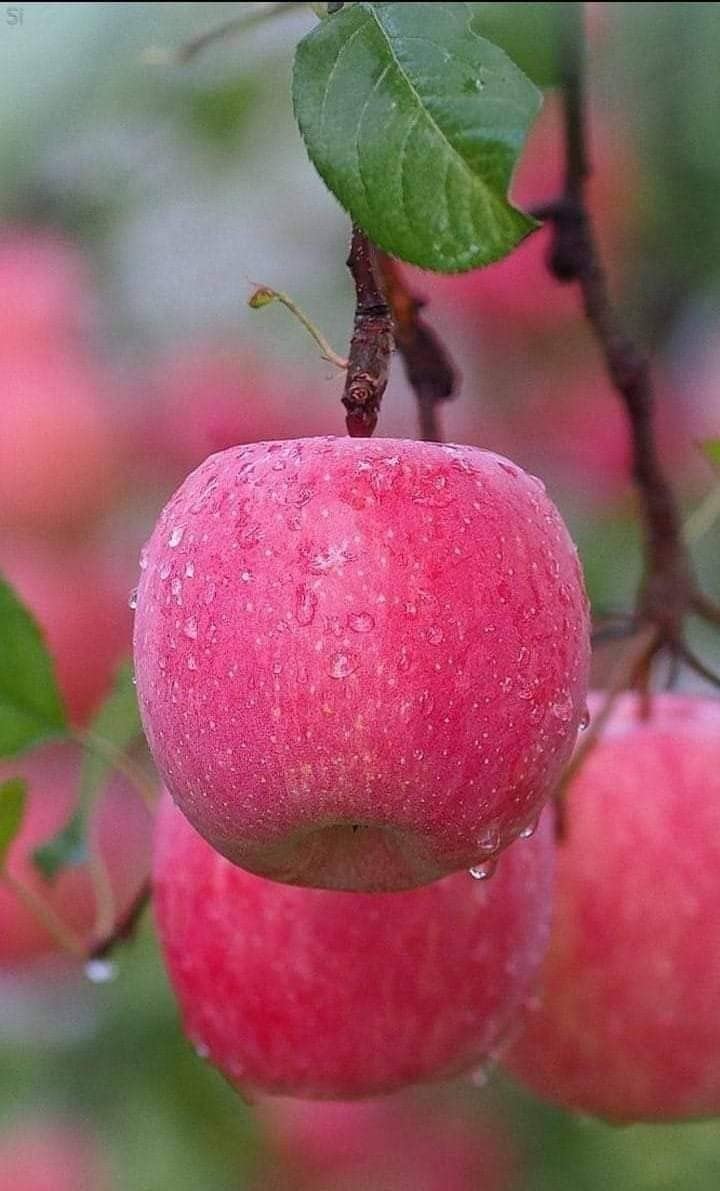 Sipra Enterprise Apple Plant (HRMN 99) Grafted Live Apple Plant Original Variety (B0B58KBH9C) Amazon Price History, Amazon Price Tracker