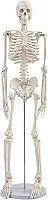 Mini esqueleto de 91 cm, modelo de anatomia humana articulável, ferramenta educacional de estudo universitário e ortopedia, suporte de metal e tabela de esqueleto incluídos