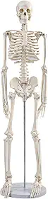 Mini esqueleto de 91 cm, modelo de anatomia humana articulável, ferramenta educacional de estudo universitário e ortopedia, suporte de metal e tabela de esqueleto incluídos