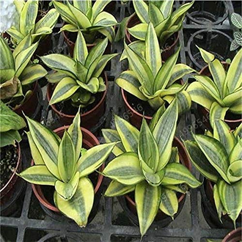 Generic Fresh 100 Pcs Snake Perennial Sansevieria Trifasciata Plant Seeds for Planting Green 1