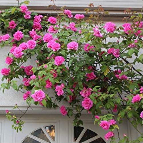 50 Pink Rose Bush Flower Seeds