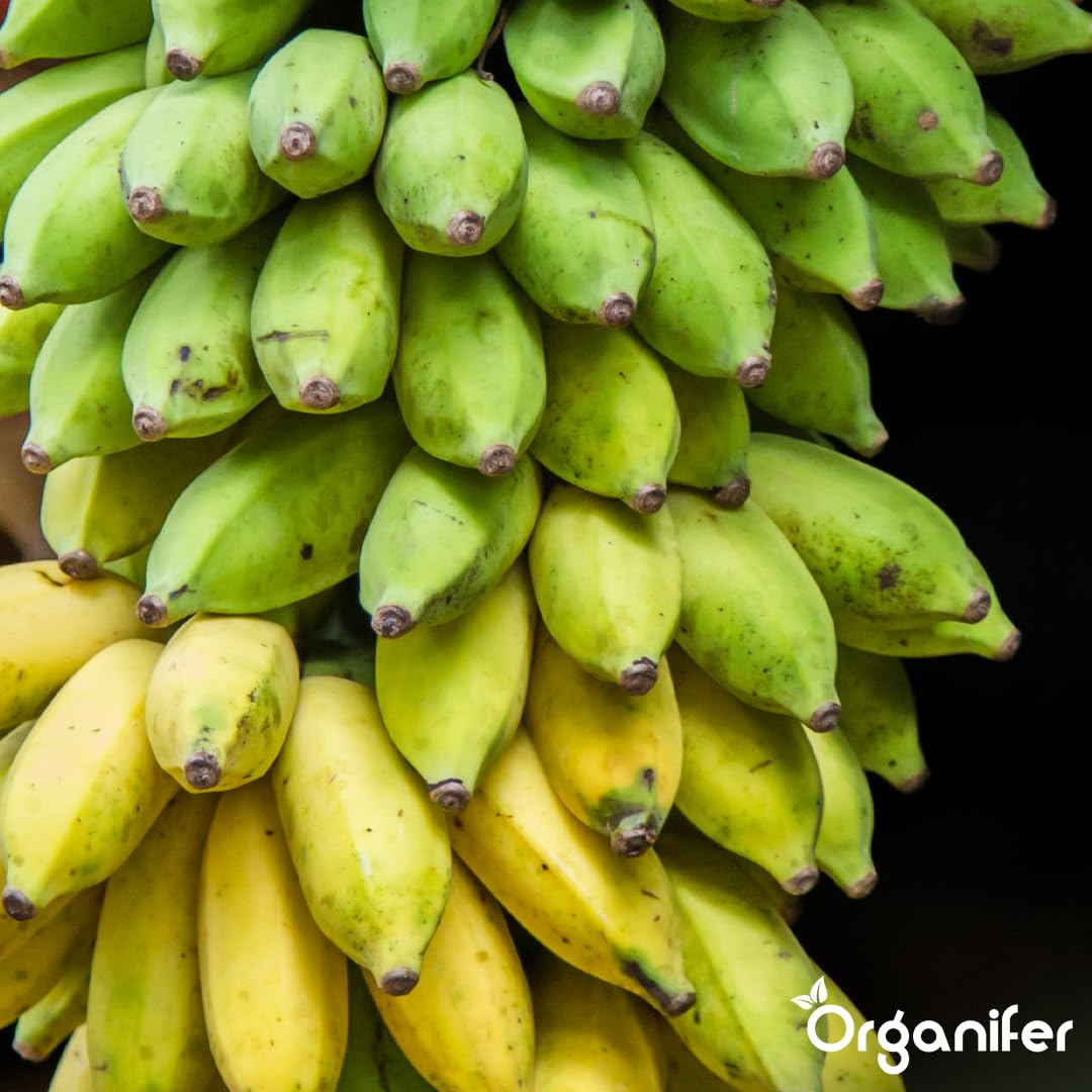 Fertilizante Líquido Para Banano - 3x1L - NPK 2-1-8 | Fertilizante Para Plantas Robustas Y Hojas Sanas - Favorece Raíces Y Vitalidad - Organifer
