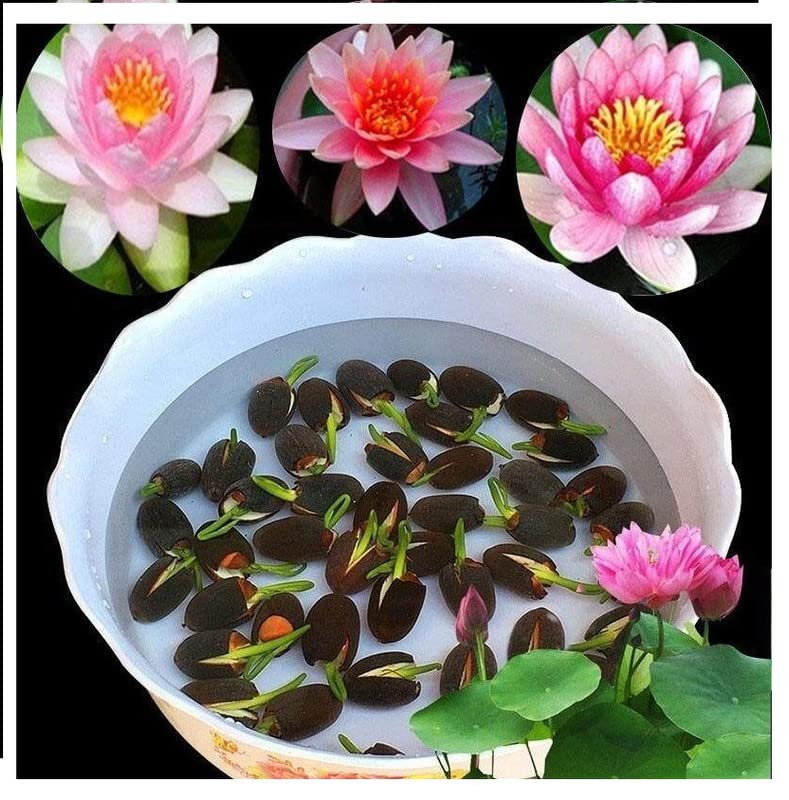 My Genius Brand Lotus Mix Flower Seeds (Pack Of 20 Seeds) - All Mix Colors 2022_mgb_30 (B0BVGCT6NT) Amazon Price History, Amazon Price Tracker