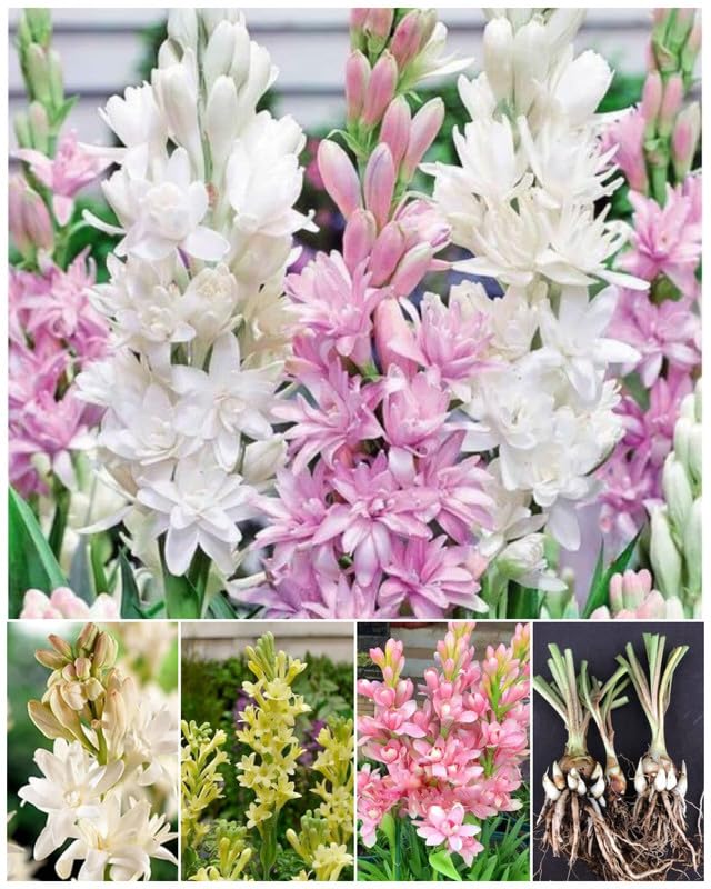 Rajanigandha Double Patel Tuberose Flower Bulbs for Home Gardening (Pack of 12 Mix Multi Color rajnigandha Bulbs)-image-36