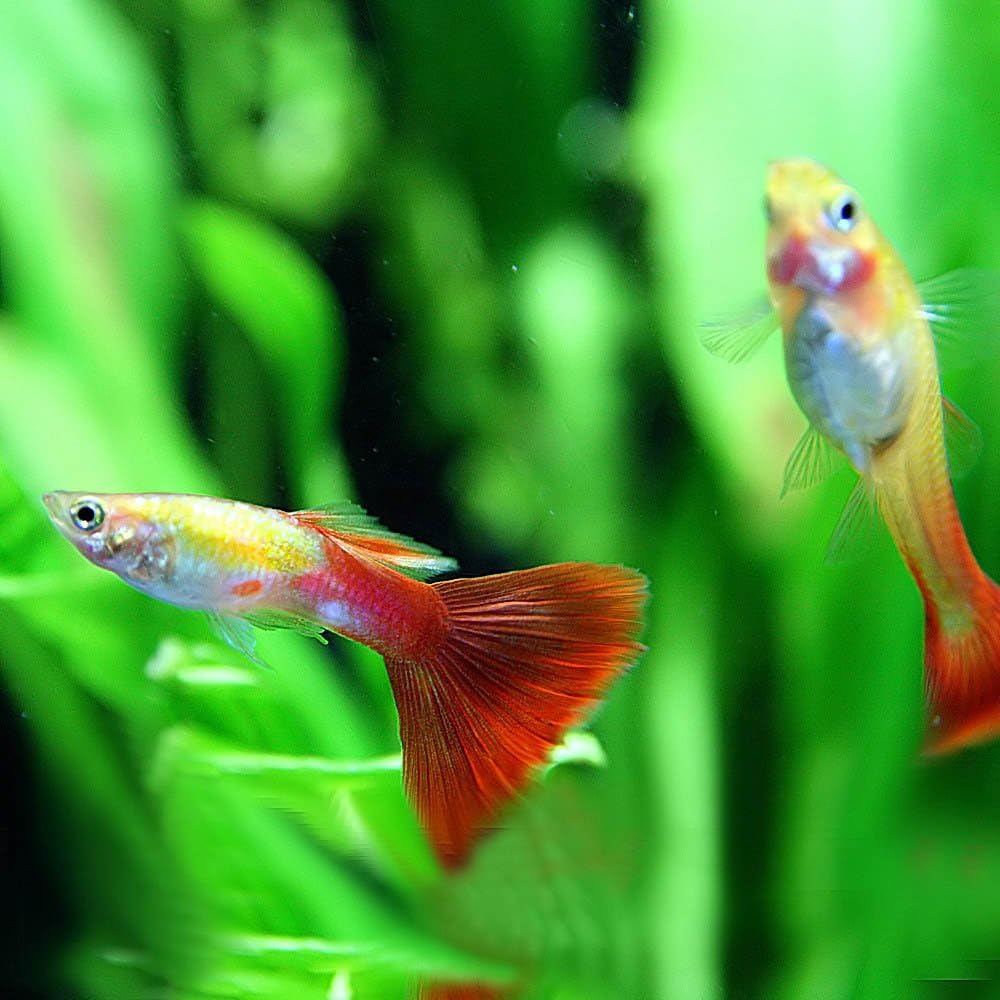 最大96 オフ 熱帯魚 グッピー フラミンゴグッピー 3cm オス15匹 スリランカ産 Shipsctc Org 最大96 オフ 熱帯魚 グッピー フラミンゴグッピー 3cm オス15匹 スリランカ産 Shipsctc Org