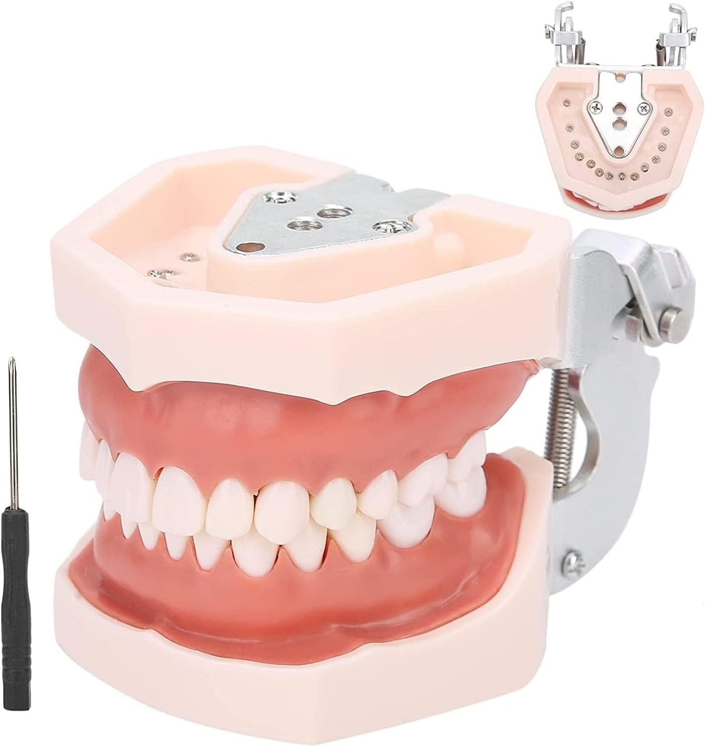 2.5倍大複製根模型歯 [B10-330]｜株式会社ニッシン｜歯科模型・歯科