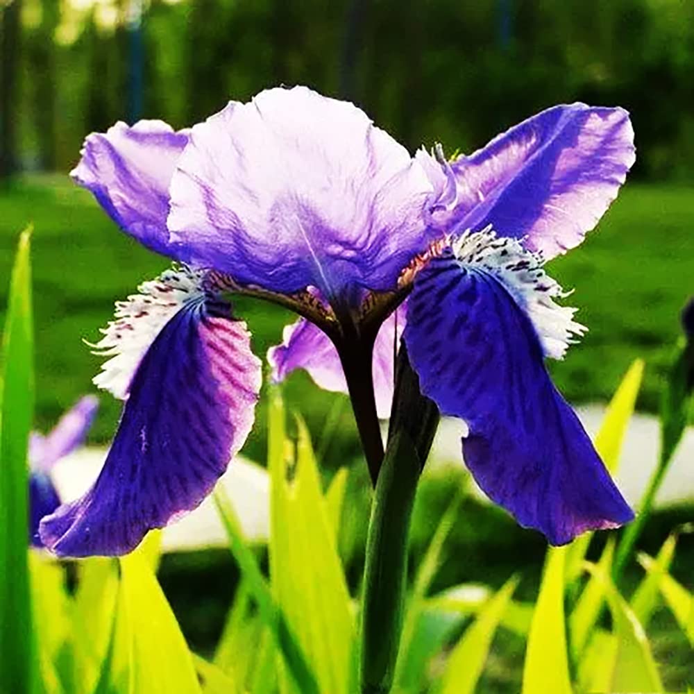 10 purple iris bulbs beautiful in rock garden bed edging Exquisite cut flowers for outdoor gardens courtyard patio decoration add color