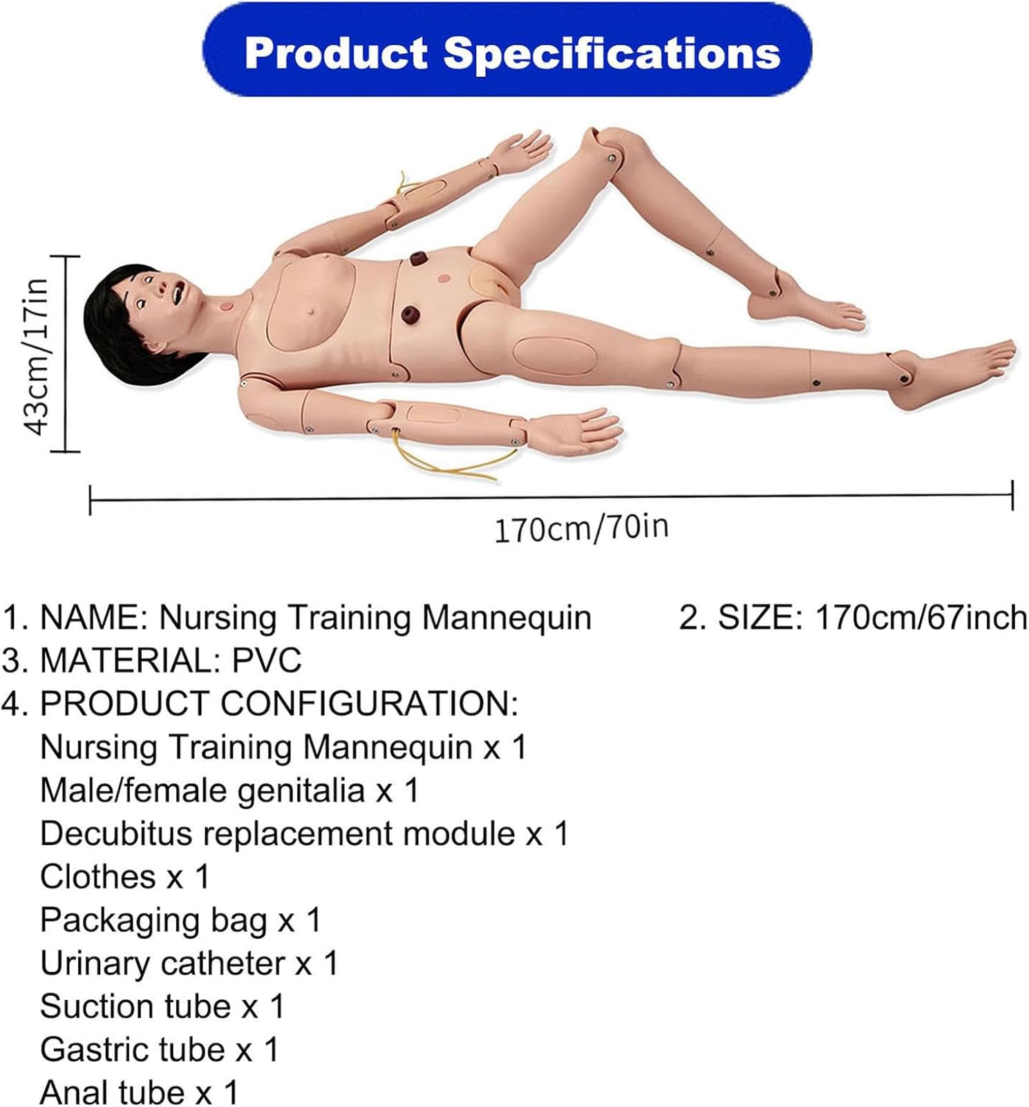 Générique Mannequin médical pour soins infirmiers de 5,57 pieds avec 3 modules musculaires,Male