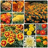 300 Piezas Semillas De Caléndula - Flores Balcón, Regalos De Jardín Para Mujeres, Tagetes Erecta, Flores Decorativas, Semillas De Bonsai, Semillas De Prado Para Decoración De Flores, Regalo