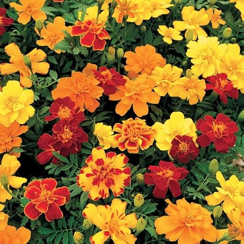 Park Seed Safari Mix Marigold Seeds – Pack of 500